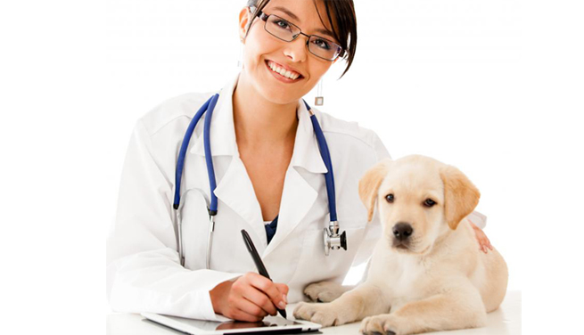 Cursos para ser veterinario