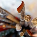 Concurso internacional para jóvenes artistas de la Galería Luis Adelantado 2013