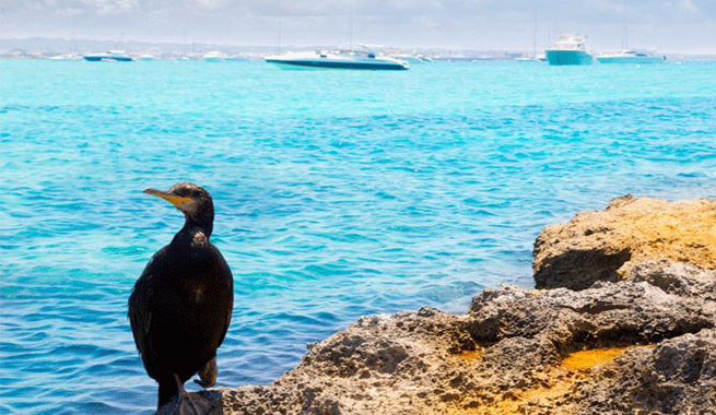Ayudas para proyectos relacionados con la biodiversidad y el medioambiente
