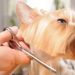 Fórmate para trabajar cuidando mascotas