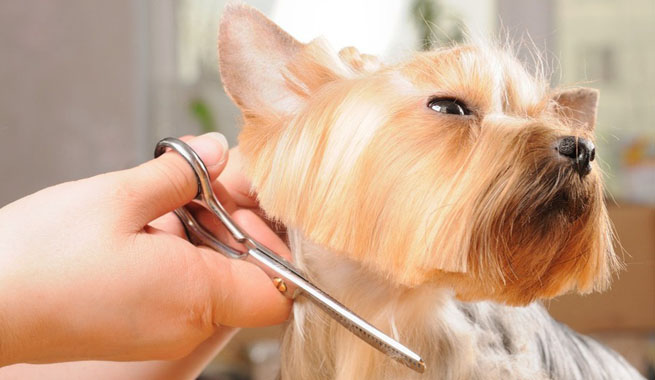 Fórmate para trabajar cuidando mascotas