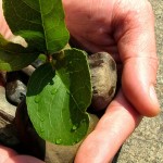 Becas Despega para impulsar startups en fase de semilla