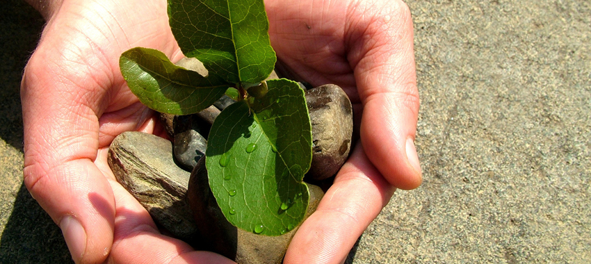 Becas Despega para impulsar startups en fase de semilla